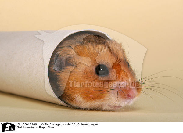 Goldhamster in Papprhre / SS-13966