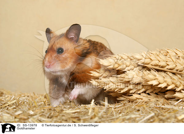 Goldhamster / golden hamster / SS-13978