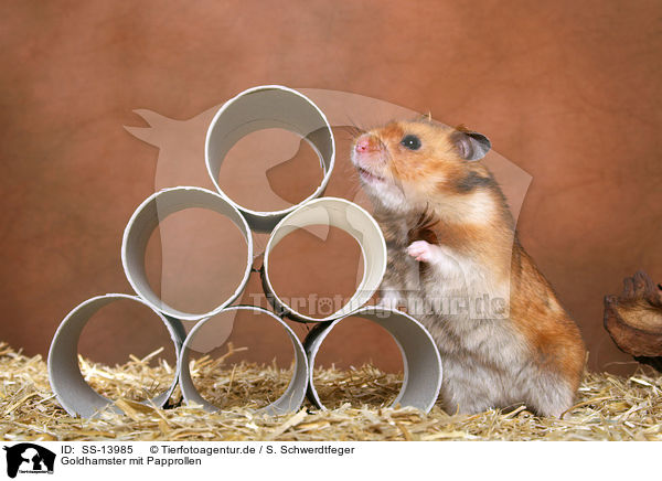 Goldhamster mit Papprollen / SS-13985