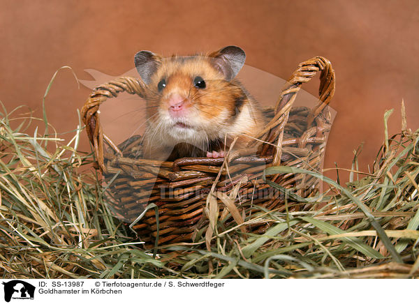 Goldhamster im Krbchen / golden hamster in basket / SS-13987