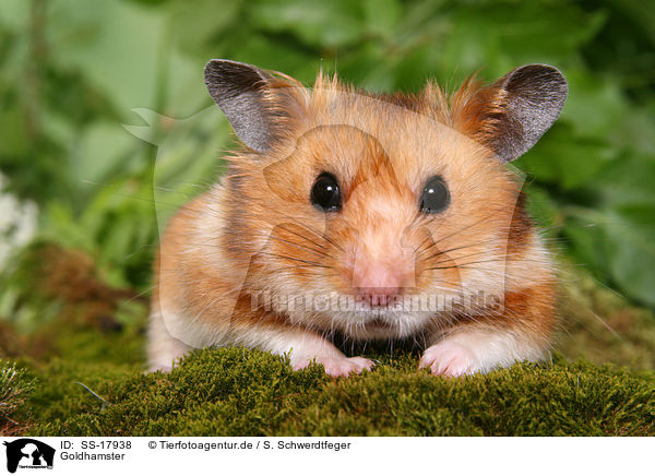 Goldhamster / golden hamster / SS-17938