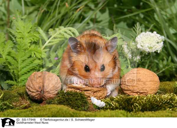 Goldhamster frisst Nuss / golden hamster eats nuts / SS-17948