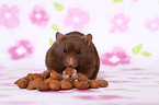 Goldhamster