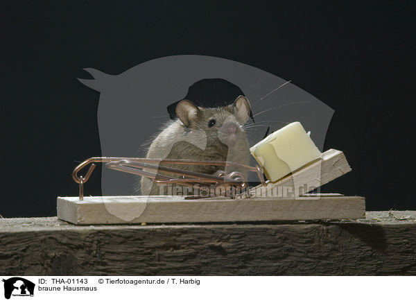 braune Hausmaus / house mouse / THA-01143