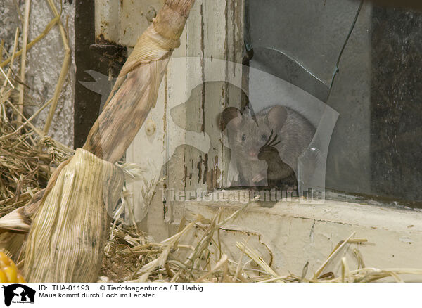 Maus kommt durch Loch im Fenster / THA-01193
