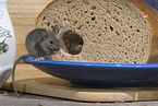 Maus frisst Brot