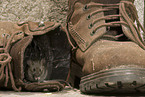 Maus im Schuh