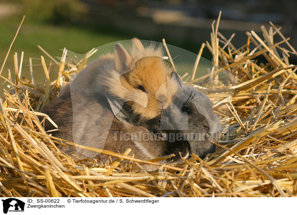 Zwergkaninchen / dwarf rabbit / SS-00622