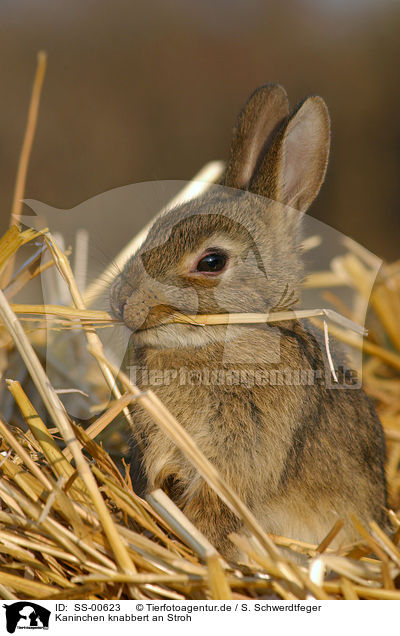Kaninchen knabbert an Stroh / bunny gnaws straw / SS-00623