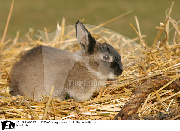 Kaninchen / rabbit / SS-00637