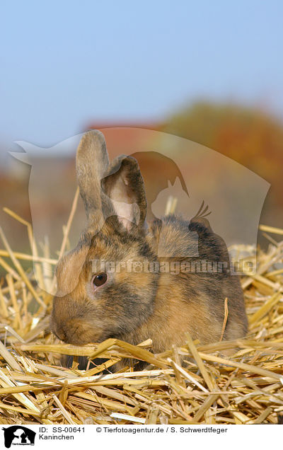 Kaninchen / rabbit / SS-00641