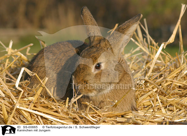 Kaninchen mit Jungem / rabbit / SS-00665