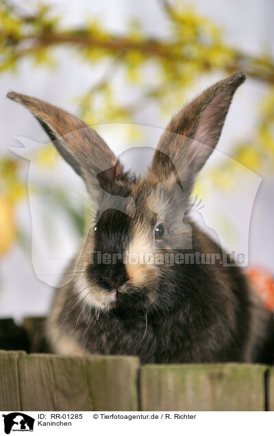 Kaninchen / rabbit / RR-01285
