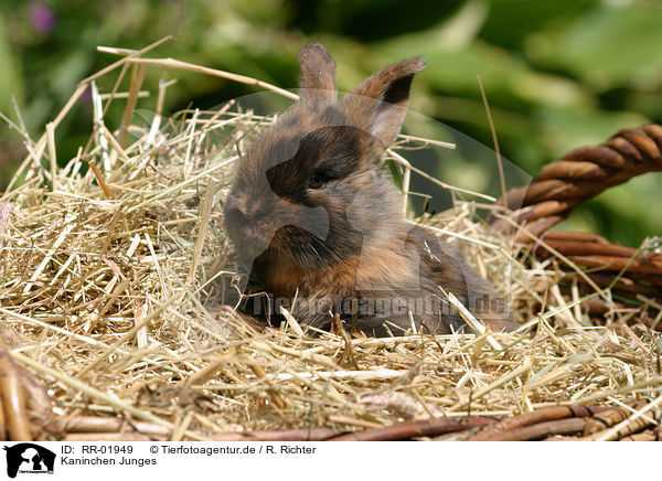 Kaninchen Junges / young rabbit / RR-01949