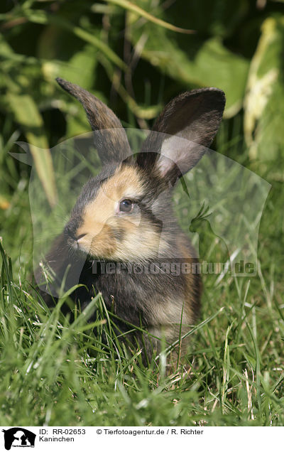 Kaninchen / Rabbit Portrait / RR-02653