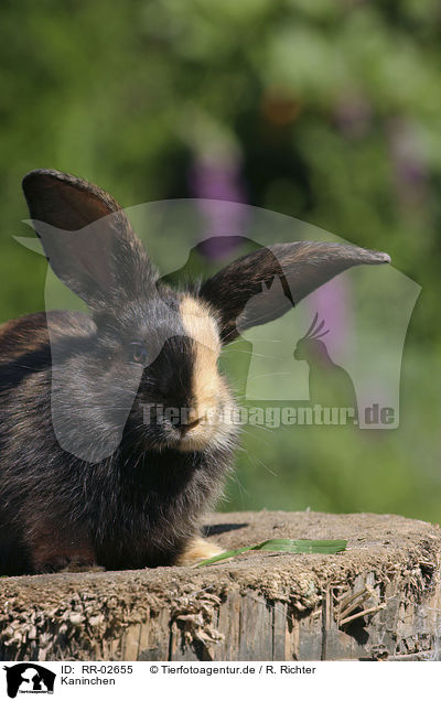 Kaninchen / Rabbit Portrait / RR-02655