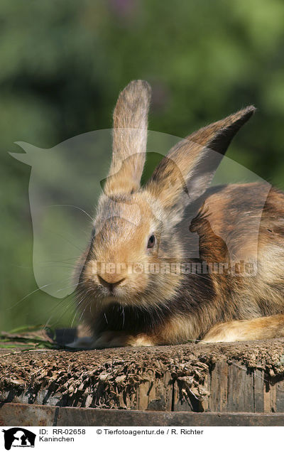 Kaninchen / Rabbit / RR-02658