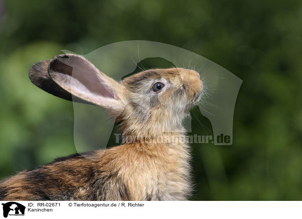 Kaninchen / Rabbit Portrait / RR-02671