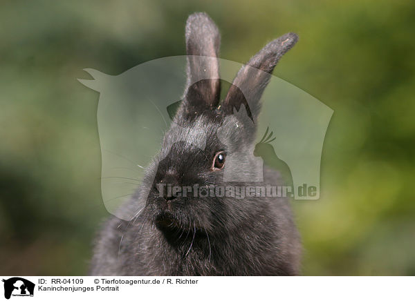 Kaninchenjunges Portrait / young bunny portrait / RR-04109