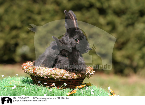 junge Kaninchen im Krbchen / young bunnies in the basket / RR-04125