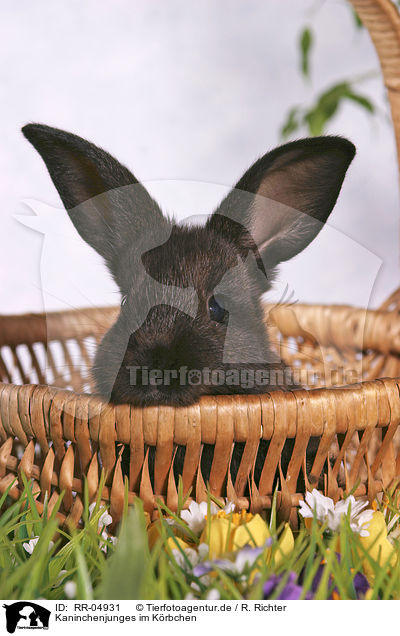 Kaninchenjunges im Krbchen / bunny in the basket / RR-04931