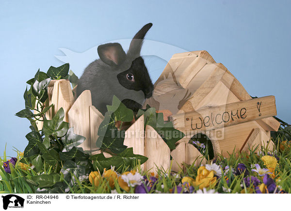 Kaninchen / rabbit / RR-04946