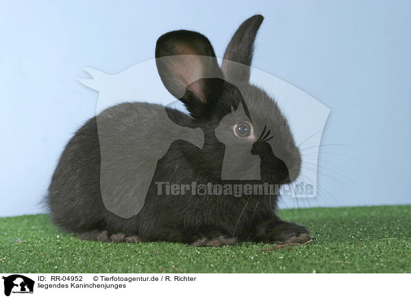 liegendes Kaninchenjunges / lying bunny / RR-04952