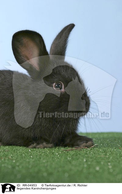 liegendes Kaninchenjunges / lying bunny / RR-04953
