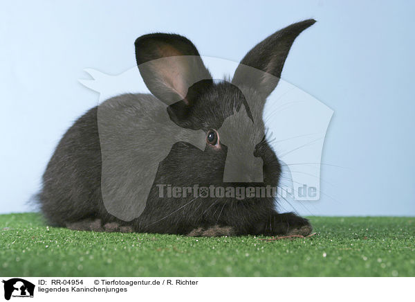 liegendes Kaninchenjunges / lying bunny / RR-04954