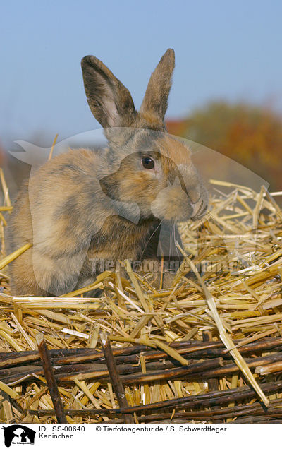 Kaninchen / rabbit / SS-00640