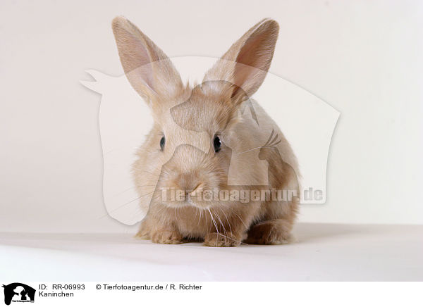 Kaninchen / rabbit / RR-06993