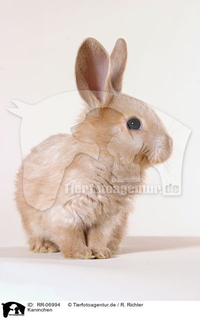 Kaninchen / rabbit / RR-06994