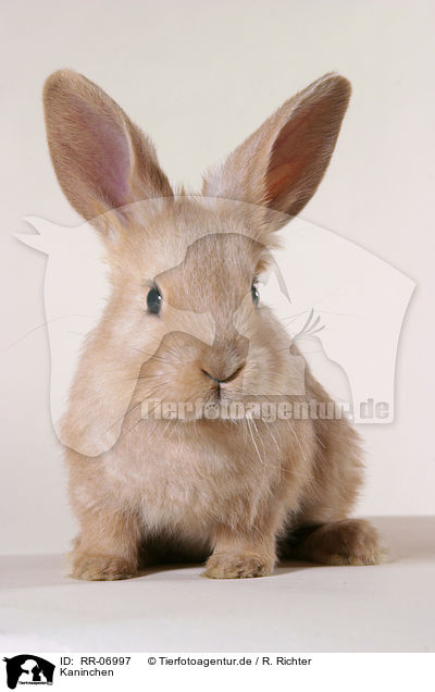 Kaninchen / rabbit / RR-06997