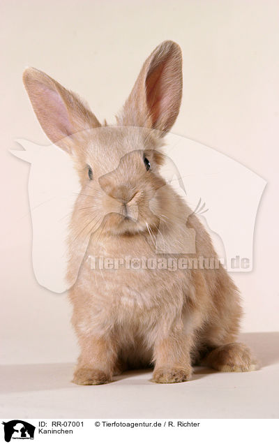 Kaninchen / rabbit / RR-07001