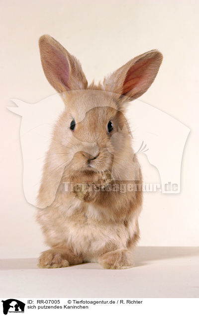 sich putzendes Kaninchen / cleaning rabbit / RR-07005