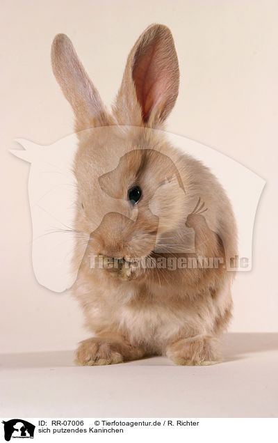 sich putzendes Kaninchen / cleaning rabbit / RR-07006