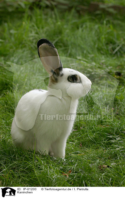 Kaninchen / rabbit / IP-01200