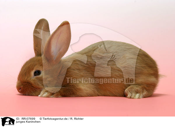 junges Kaninchen / young bunny / RR-07699