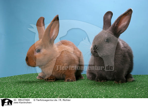 zwei Kaninchen / two bunnies / RR-07890