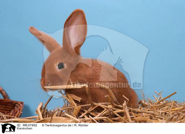 Kaninchen / bunny / RR-07892