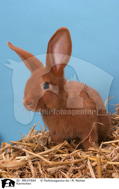 Kaninchen / bunny / RR-07894