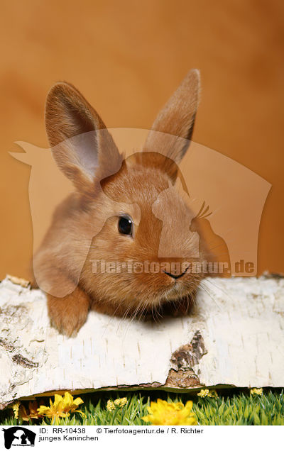junges Kaninchen / young rabbit / RR-10438