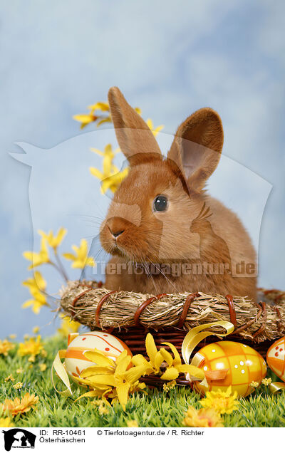 sterhschen / easter-bunny / RR-10461