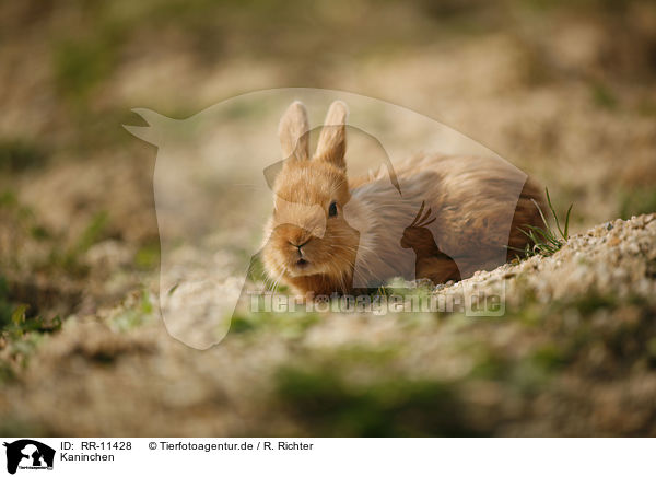 Kaninchen / rabbit / RR-11428