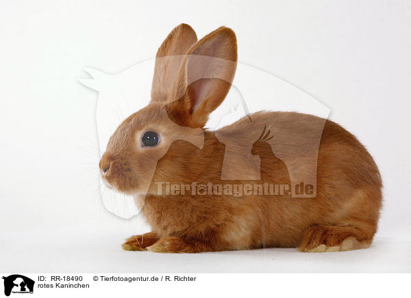 rotes Kaninchen / red bunny / RR-18490