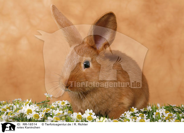 rotes Kaninchen / red bunny / RR-18514