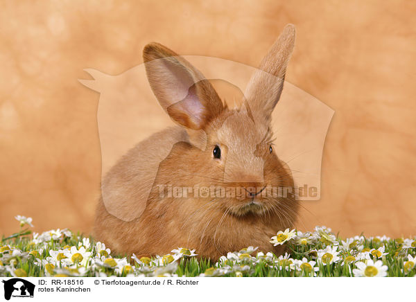 rotes Kaninchen / red bunny / RR-18516