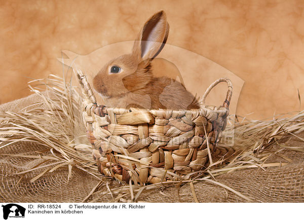 Kaninchen im krbchen / bunny in basket / RR-18524