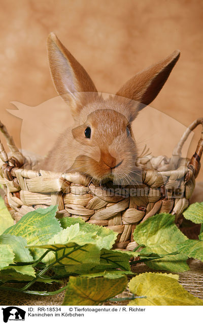 Kaninchen im Krbchen / bunny in basket / RR-18534