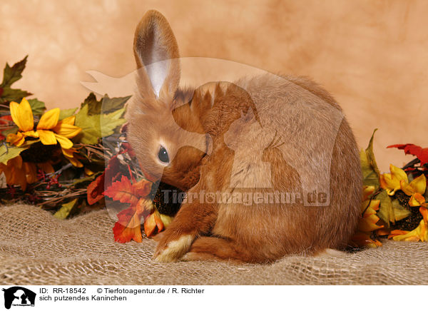 sich putzendes Kaninchen / preening bunny / RR-18542